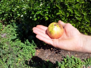 eco garden pomegranite